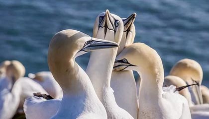 开yun体育官网-列支敦士登队在欧预赛比赛中发挥出色，斩获胜利