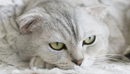 开云体育官网平台-挪威队斩获胜利，斩获欧锦赛资格！